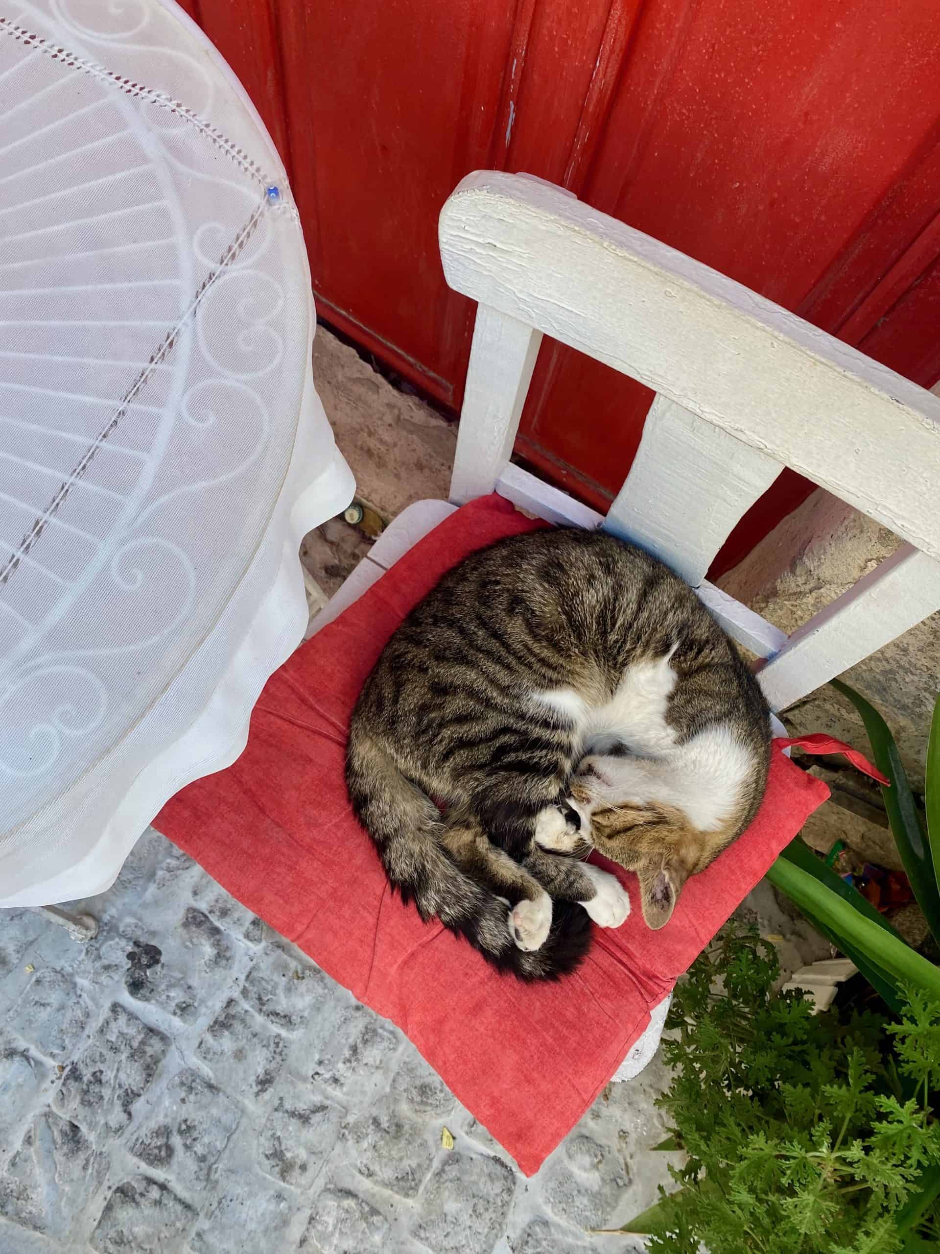 Cat sleeping on a chair in a cafe in Alacati old town Turkey