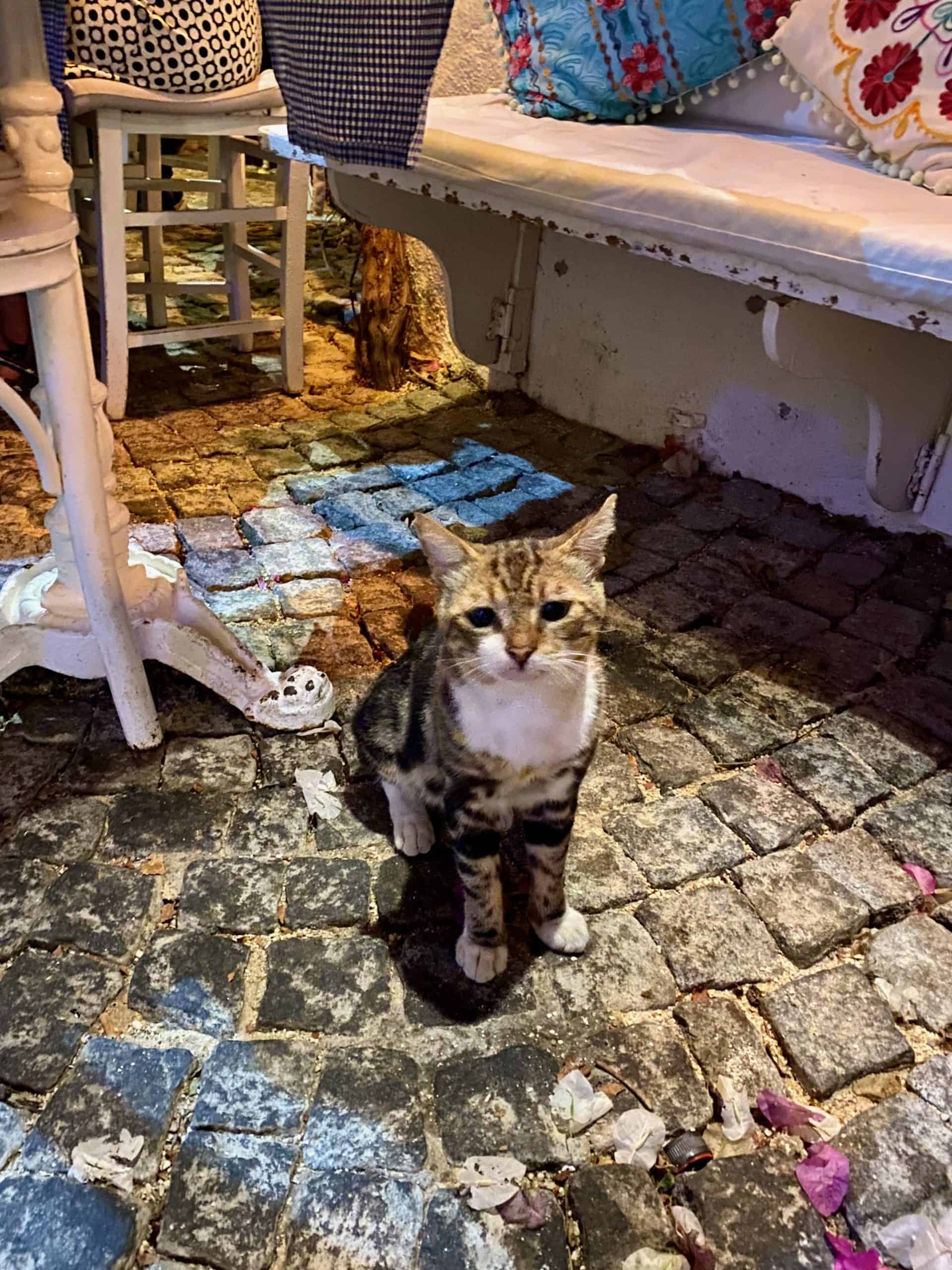 A local cat in Alaçatı old town