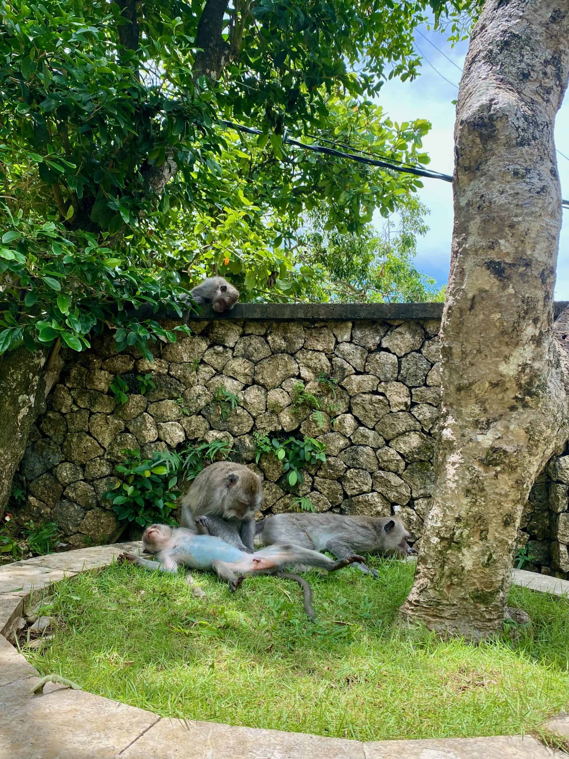 Sacred monkeys lounging at Uluwatu Temple