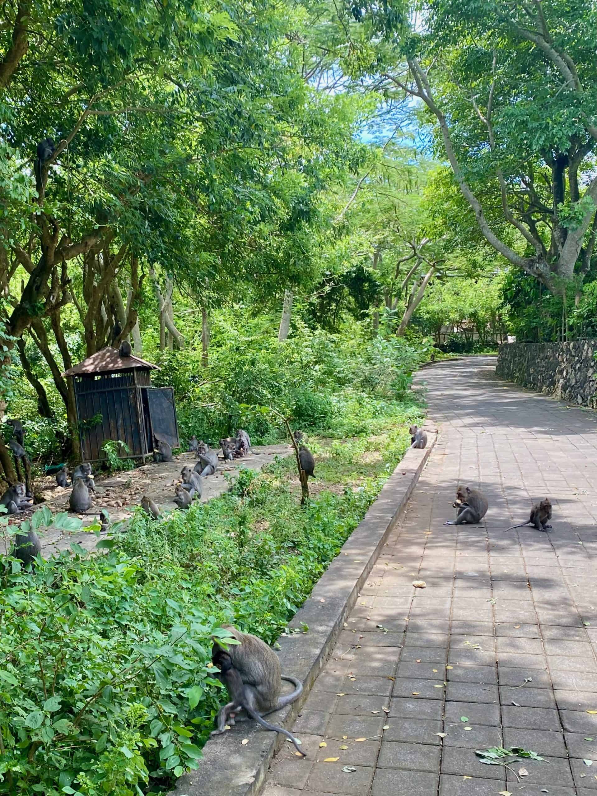 Sacred monkeys on the path at Uluwatu Temple